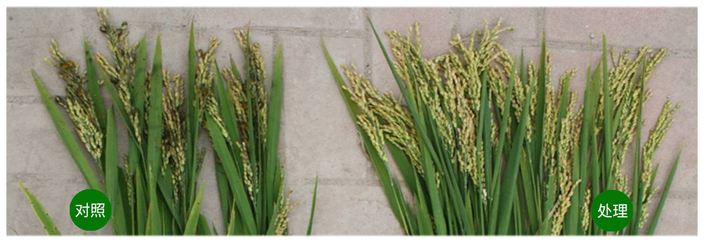 vinbet浩博生物解硅菌剂助力水稻提质增收